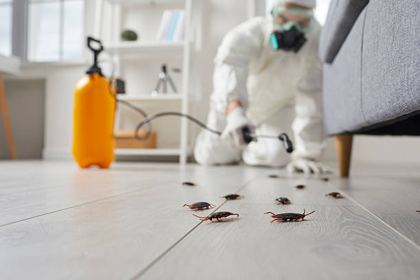 Post-Treatment Bed Bug Interceptor Monitoring in Forest Park